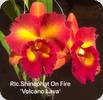 Rlc. Shinaphat on Fire Volcano Lava